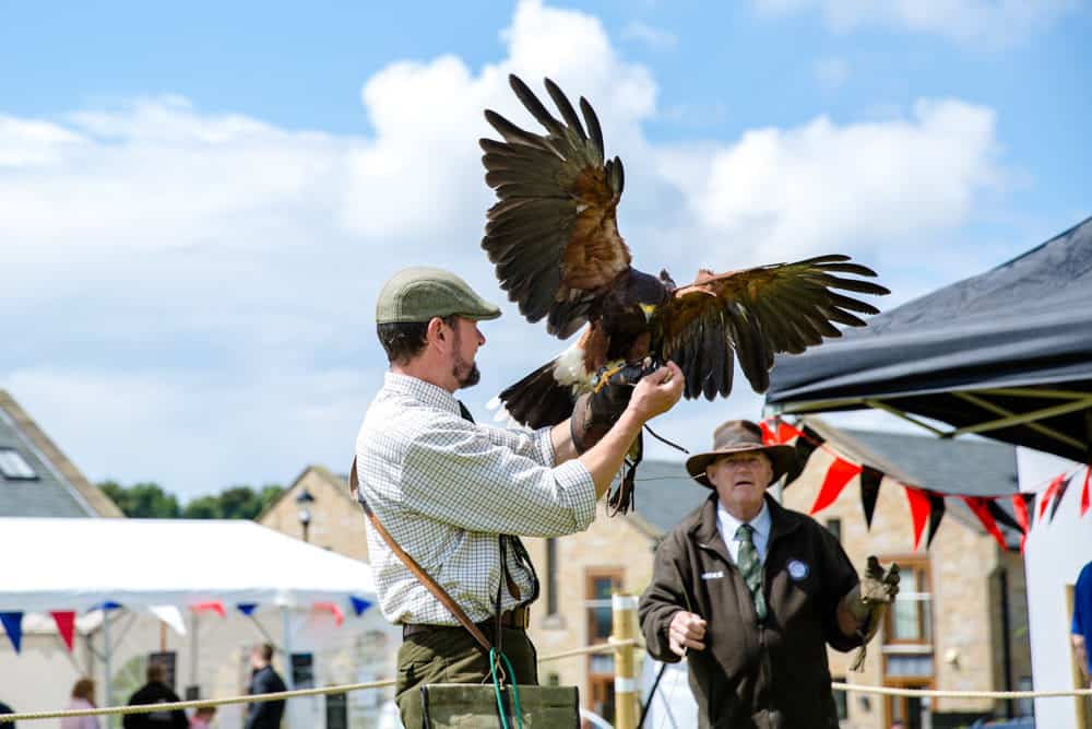 eagle at a festival